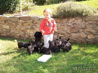 pension pour chien Le Jardin des Korrigans Bretagne