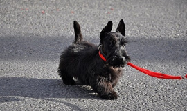 chiot cairn terrier Bretagne, Loire-Atlantique, Morbihan