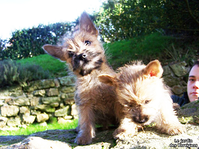 chiot cairn terrier Bretagne
