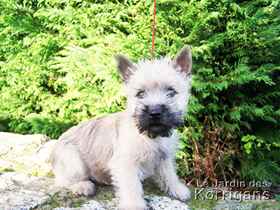 chiot cairn terrier Morbihan