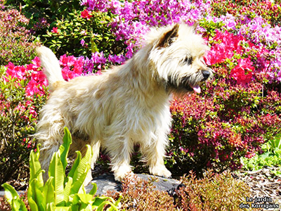 élevage cairn terrier Morbihan