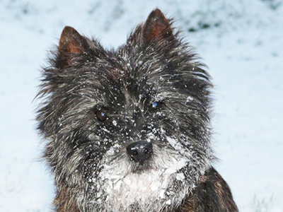 Élevage cairn terrier dans la Loire-Atlantique (44)