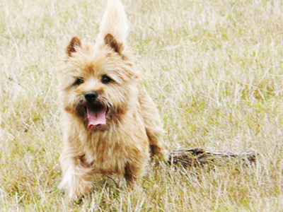 Élevage cairn terrier en Bretagne