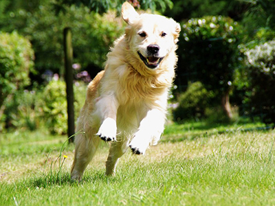 pension pour chien Morbihan