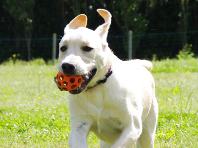 pension pour chien Loire-Atlantique