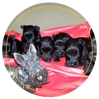 scottish-terrier3.png
