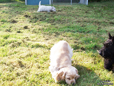 Élevage de chiots Loire-Atlantique (44)