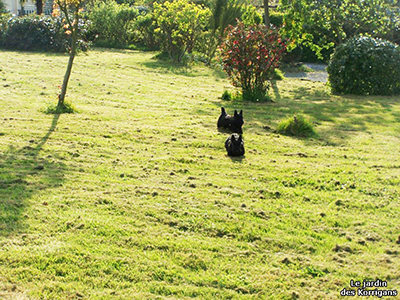 Élevage de chiots Morbihan (56)