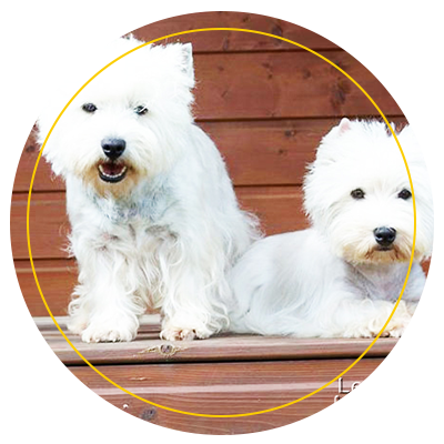Élevage de chiots westie Bretagne