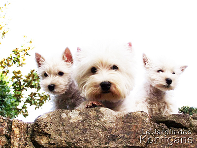 Élevage de chiots westie Loire-Atlantique (44)