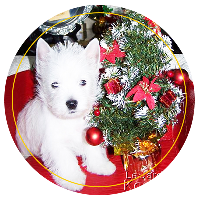 Élevage de chiots westie Morbihan (56)