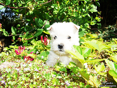 chiot westie Morbihan