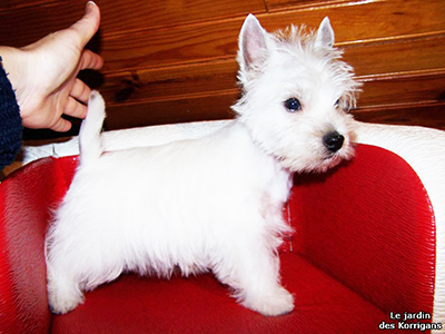 chiot westie Bretagne